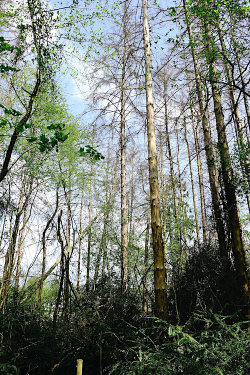 noolse-engslecht4 - 1