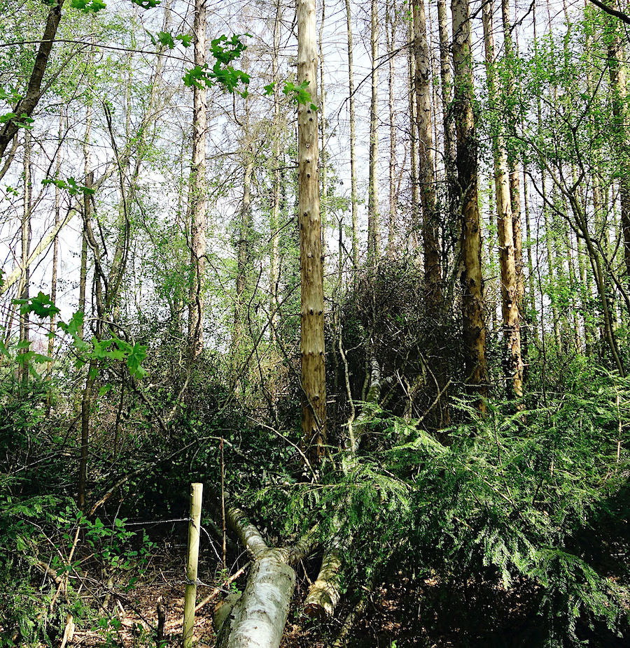 noolse-engslecht5 - 1