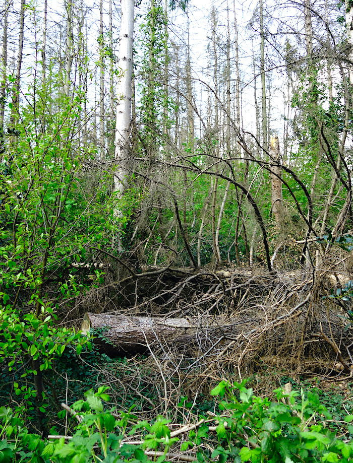 noolse-engslecht6 - 1