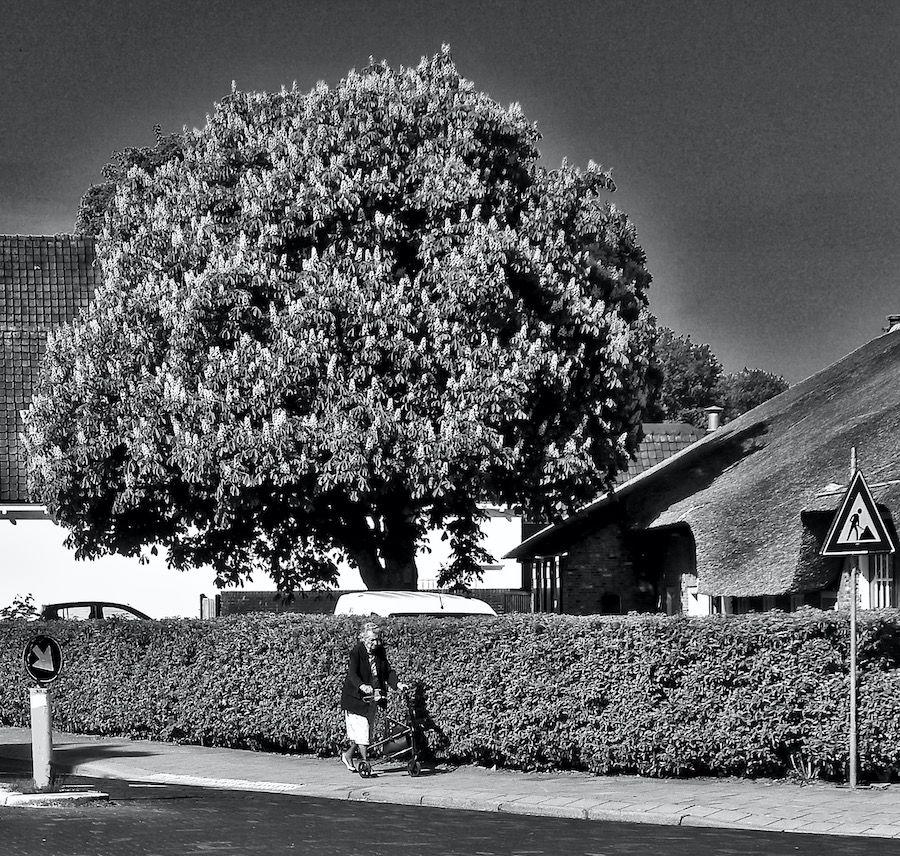 kastanjeoudedamwrolladefbw - 1