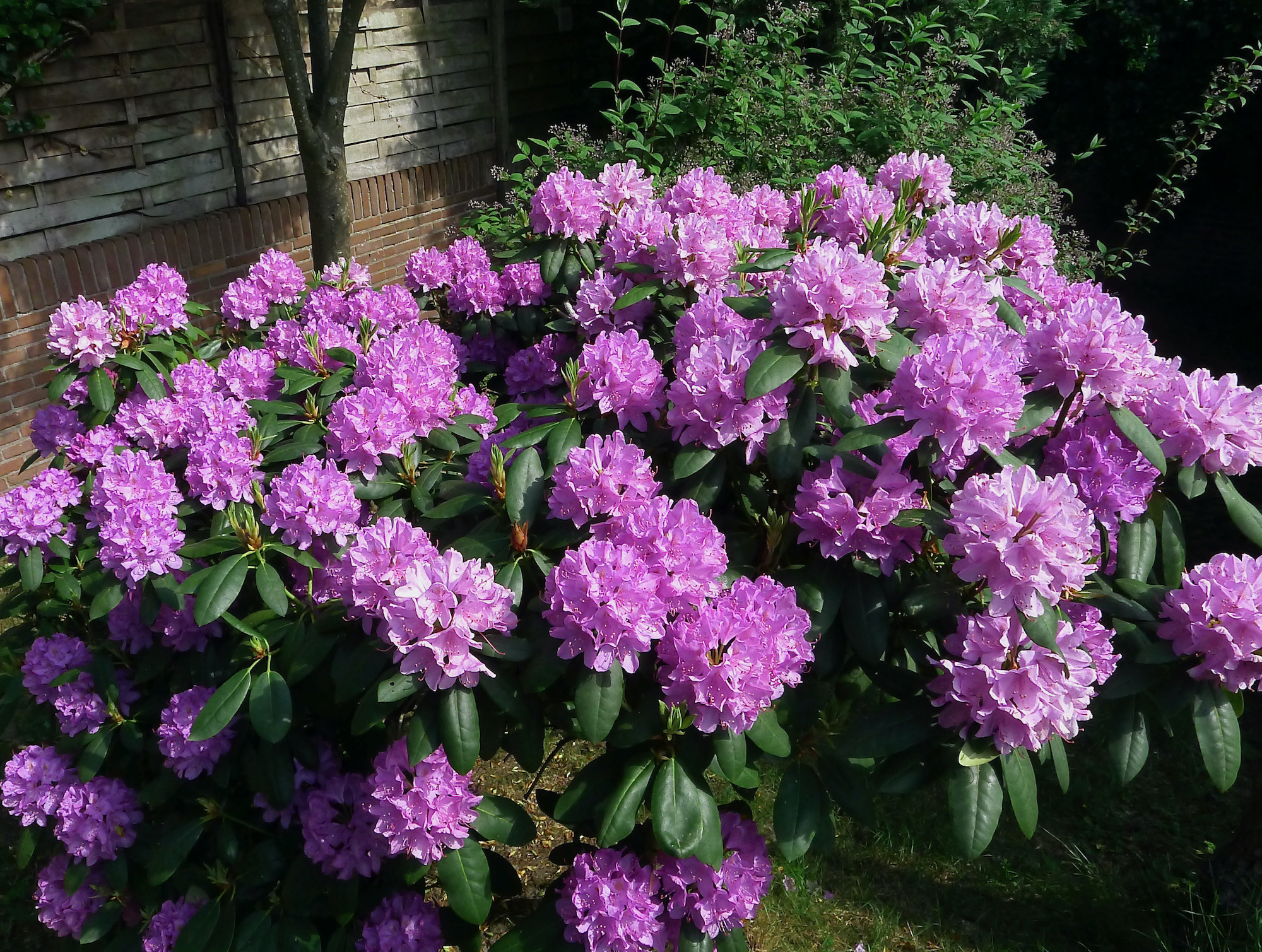 rhodo-achtertuin - 1