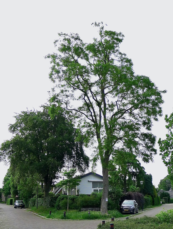 dorpscomp capitten tweedemolen - 1