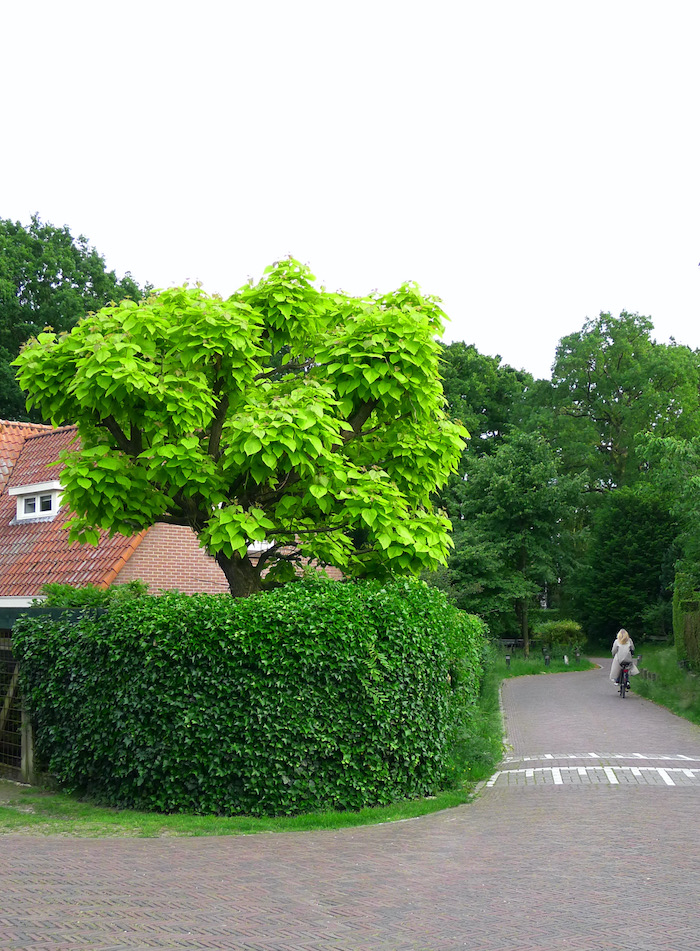 dorpscomp piet hein - 1