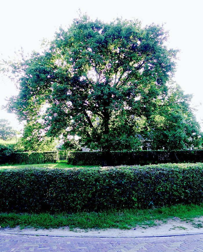 dorpscompo varkwei - 1