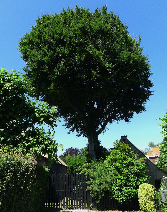 dorpsecompo achterom - 1