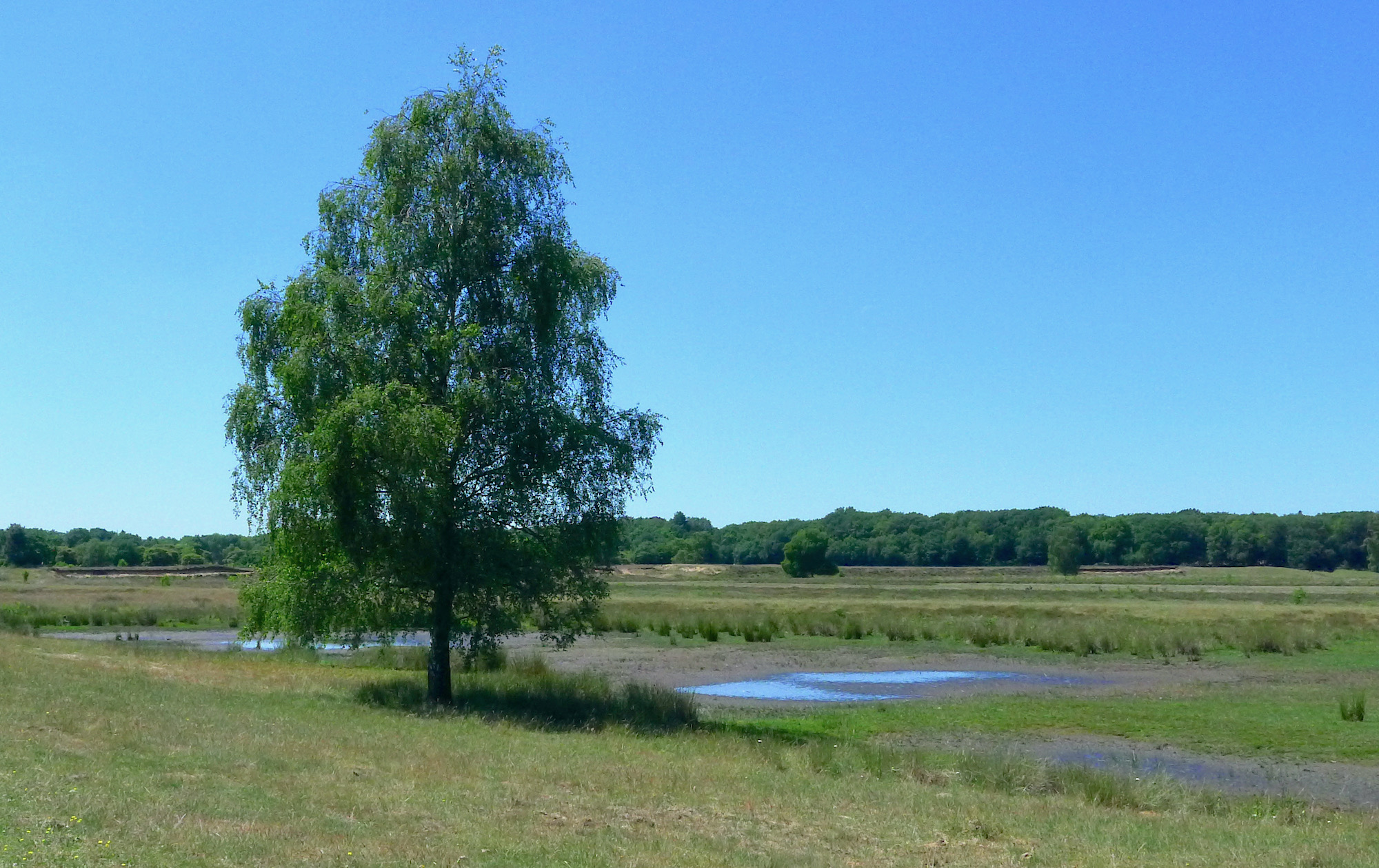 dorpsecompo tharde - 1