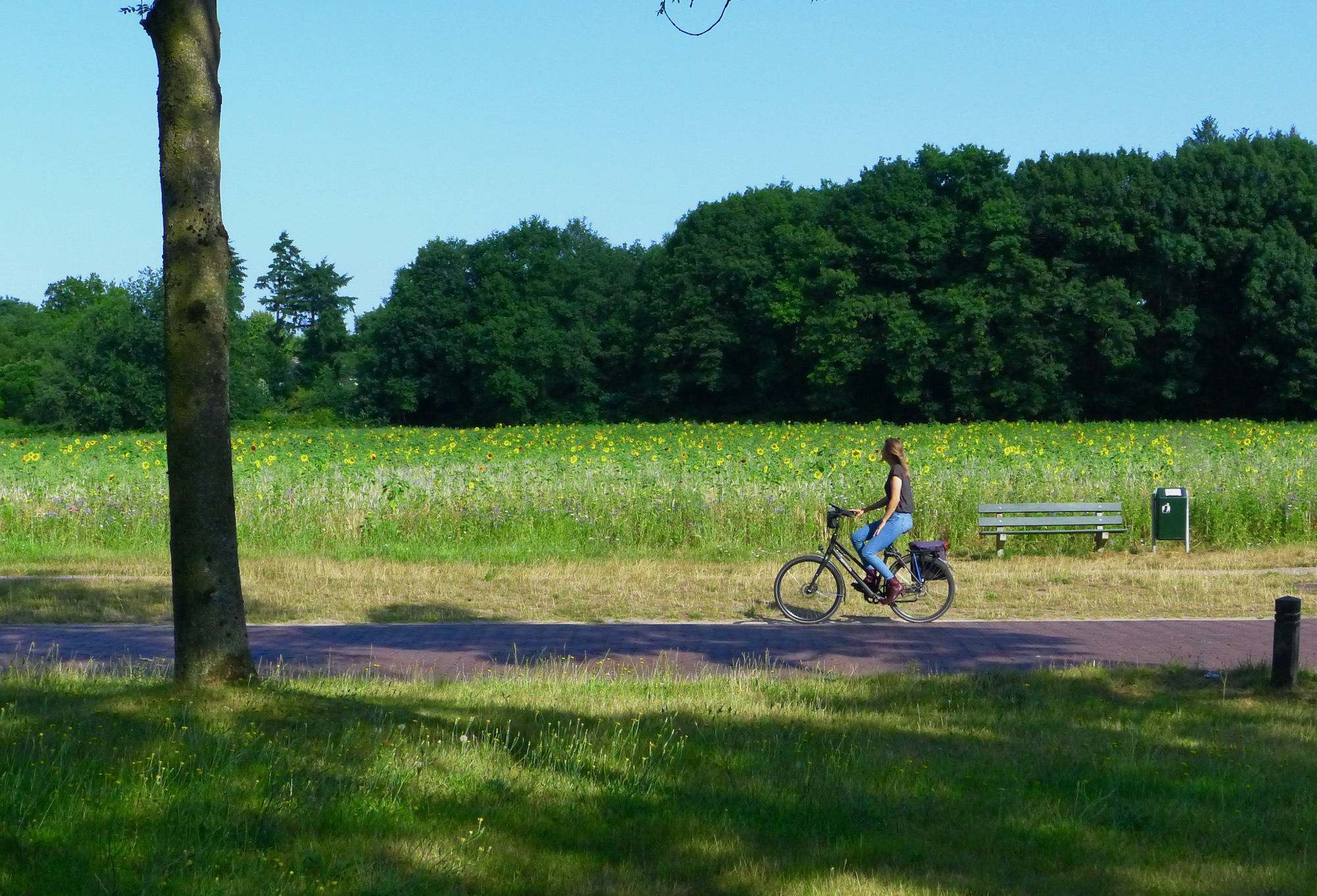 bergweg-zonnebloemen1 - 1