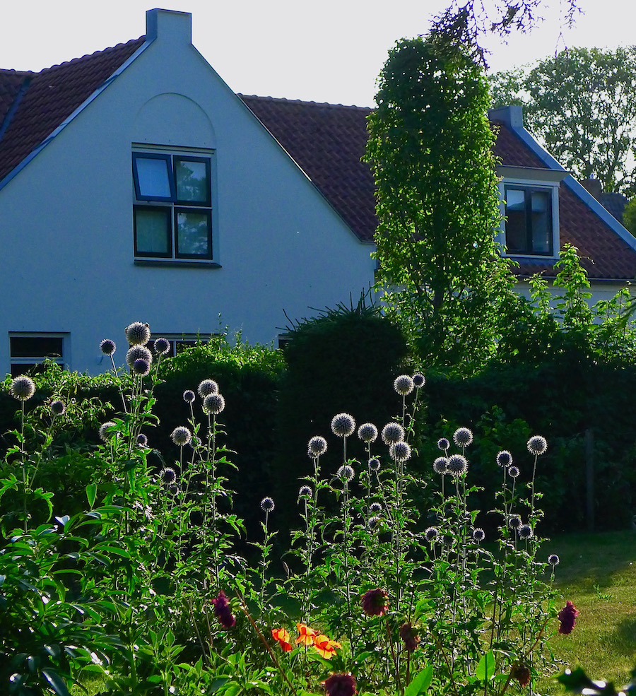 distels backlite - 1