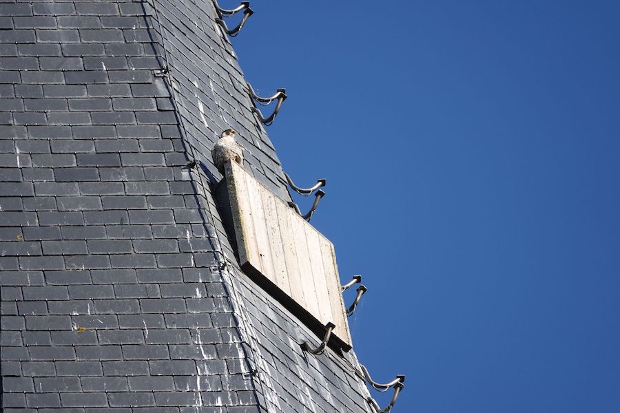 Slechtvalk Blaricum 6-7-2022