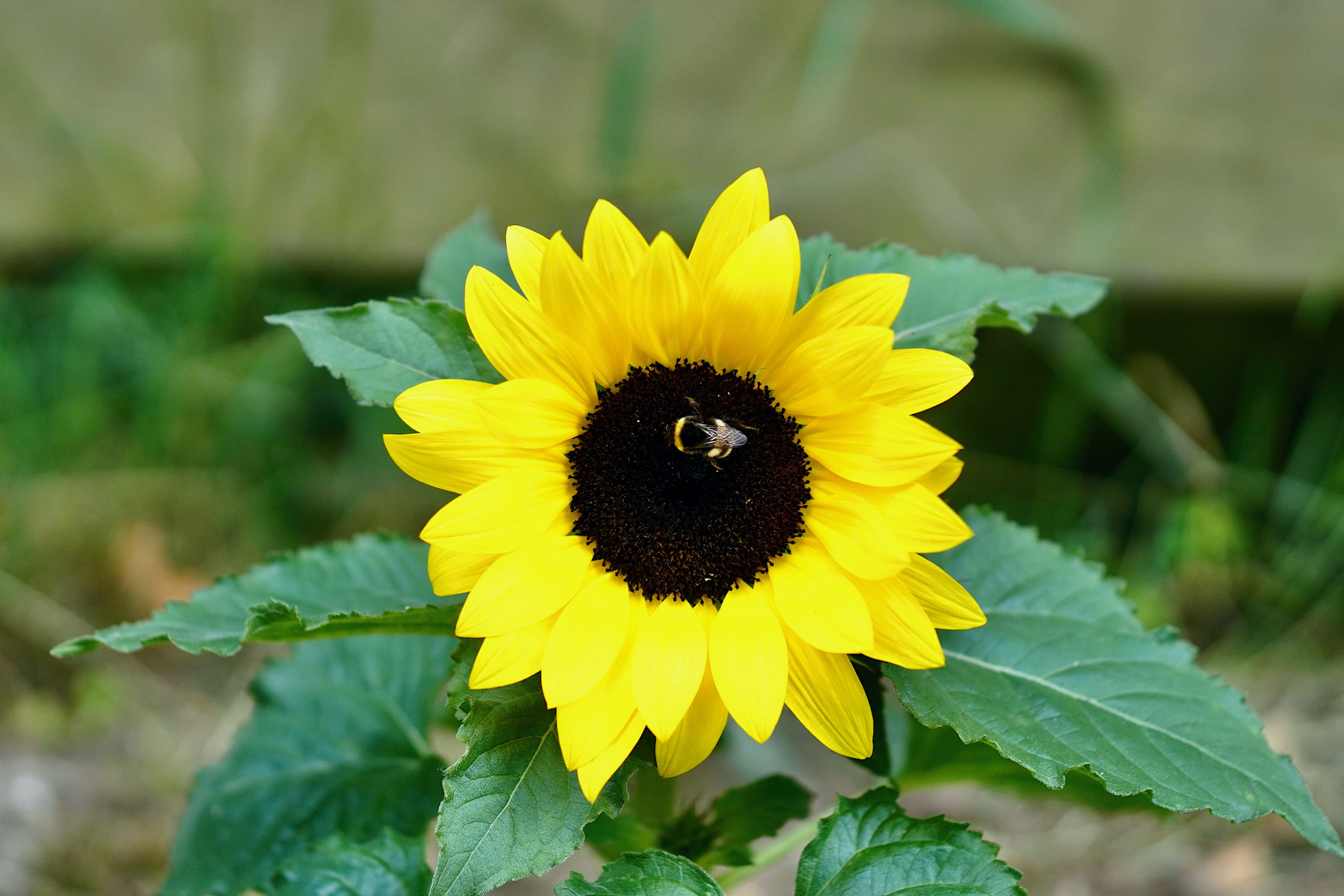 zonnebloem hommel - 1