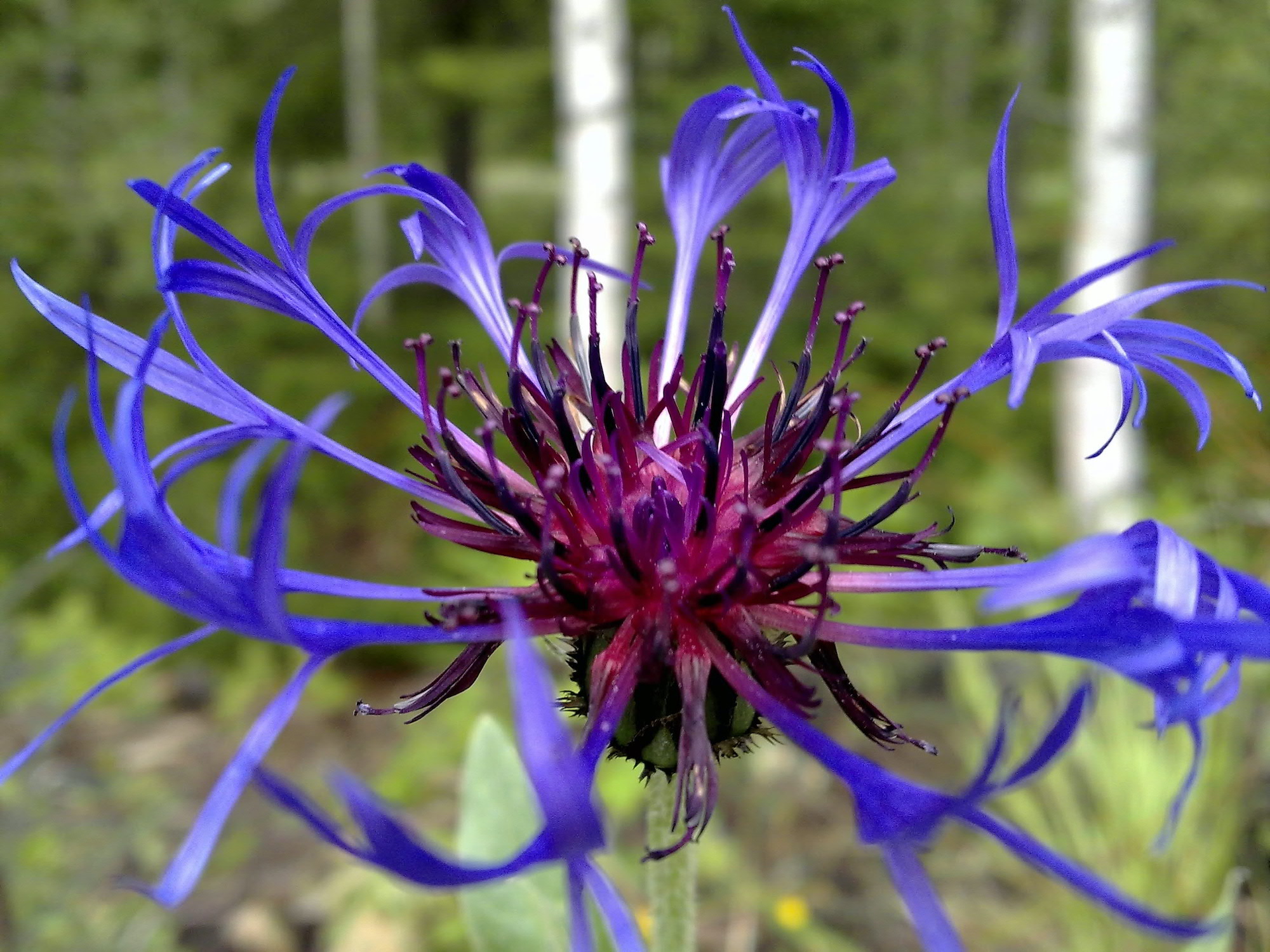Centaurea