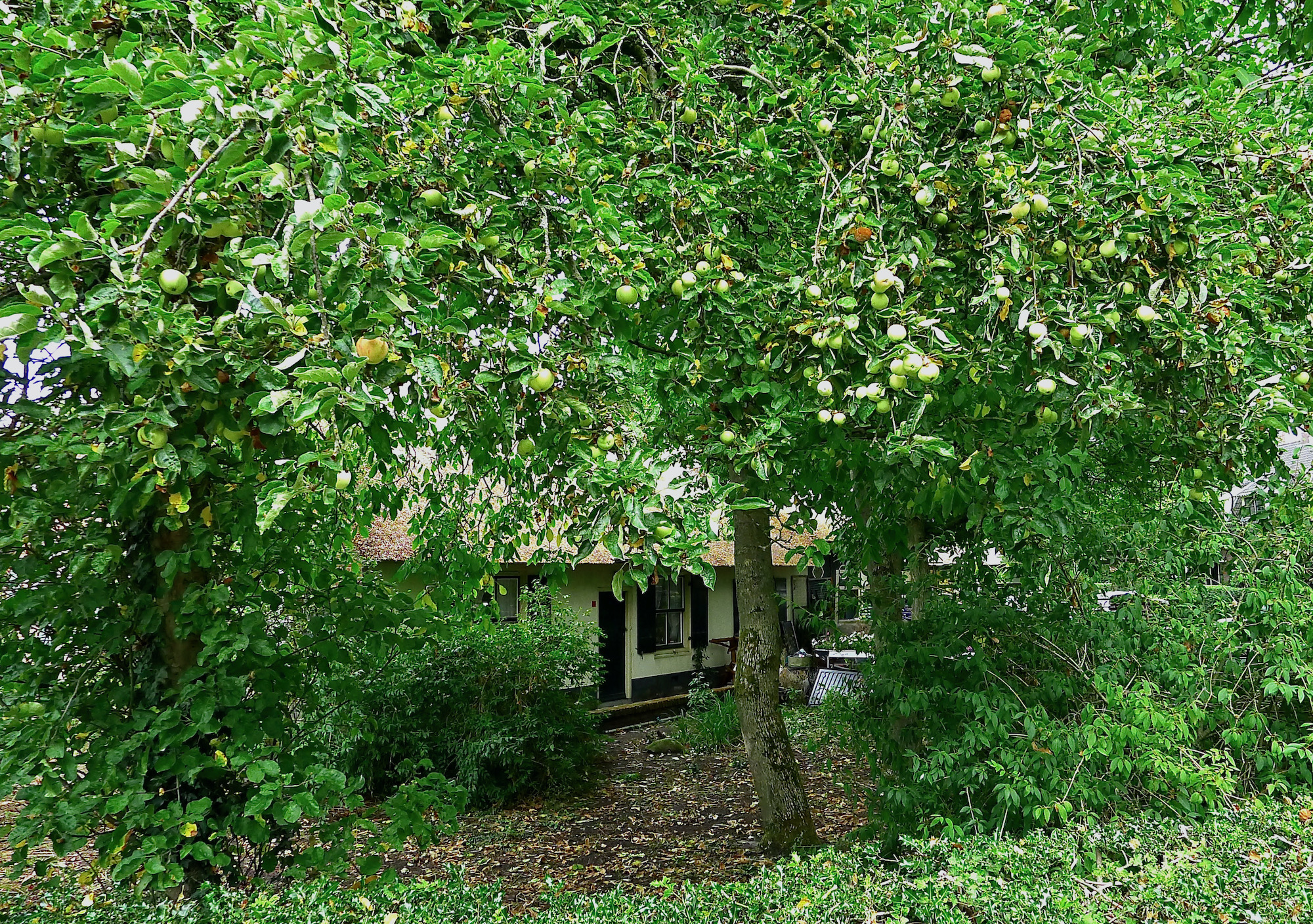 meelmuis appels - 1