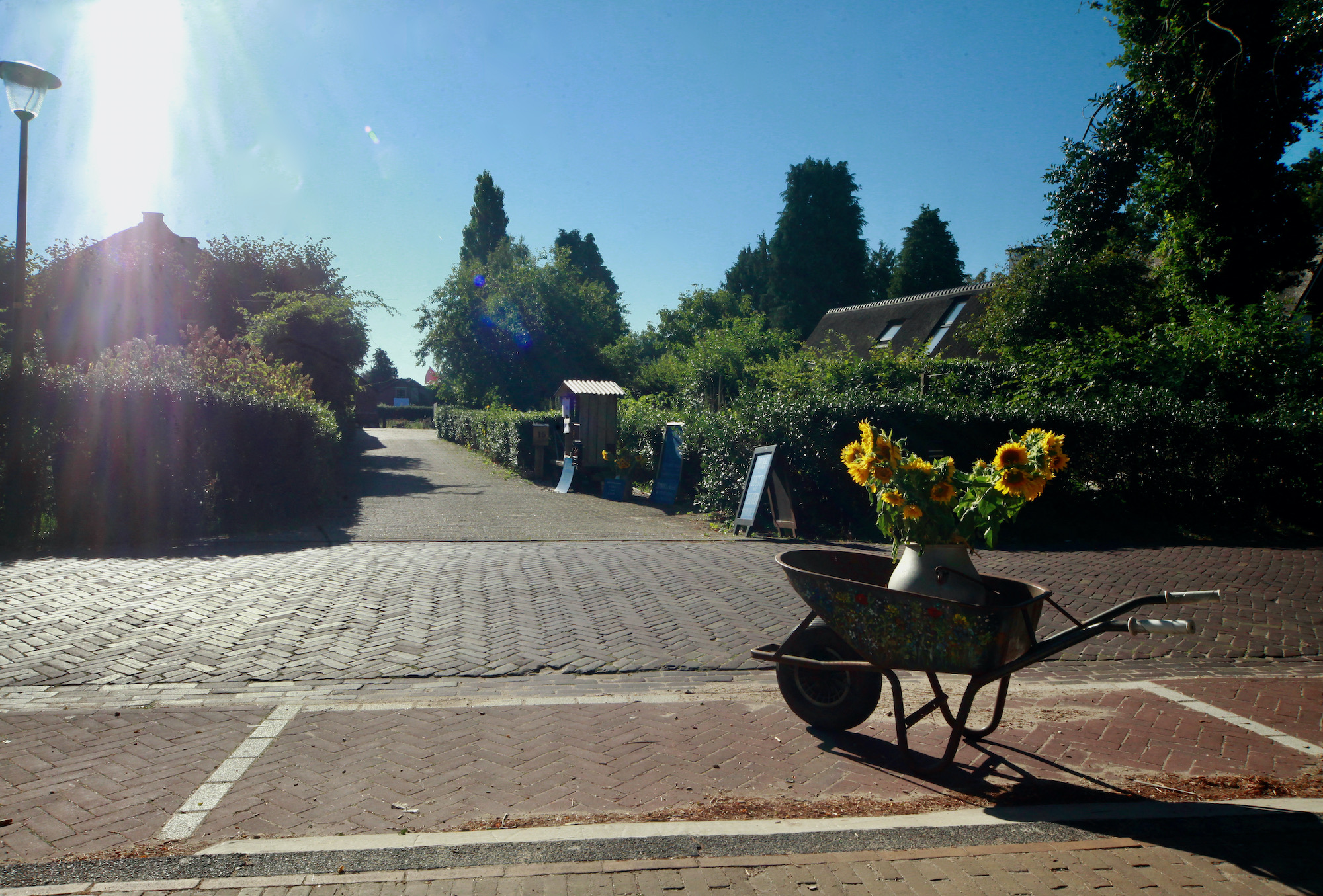 zonnebloem oerboer - 1