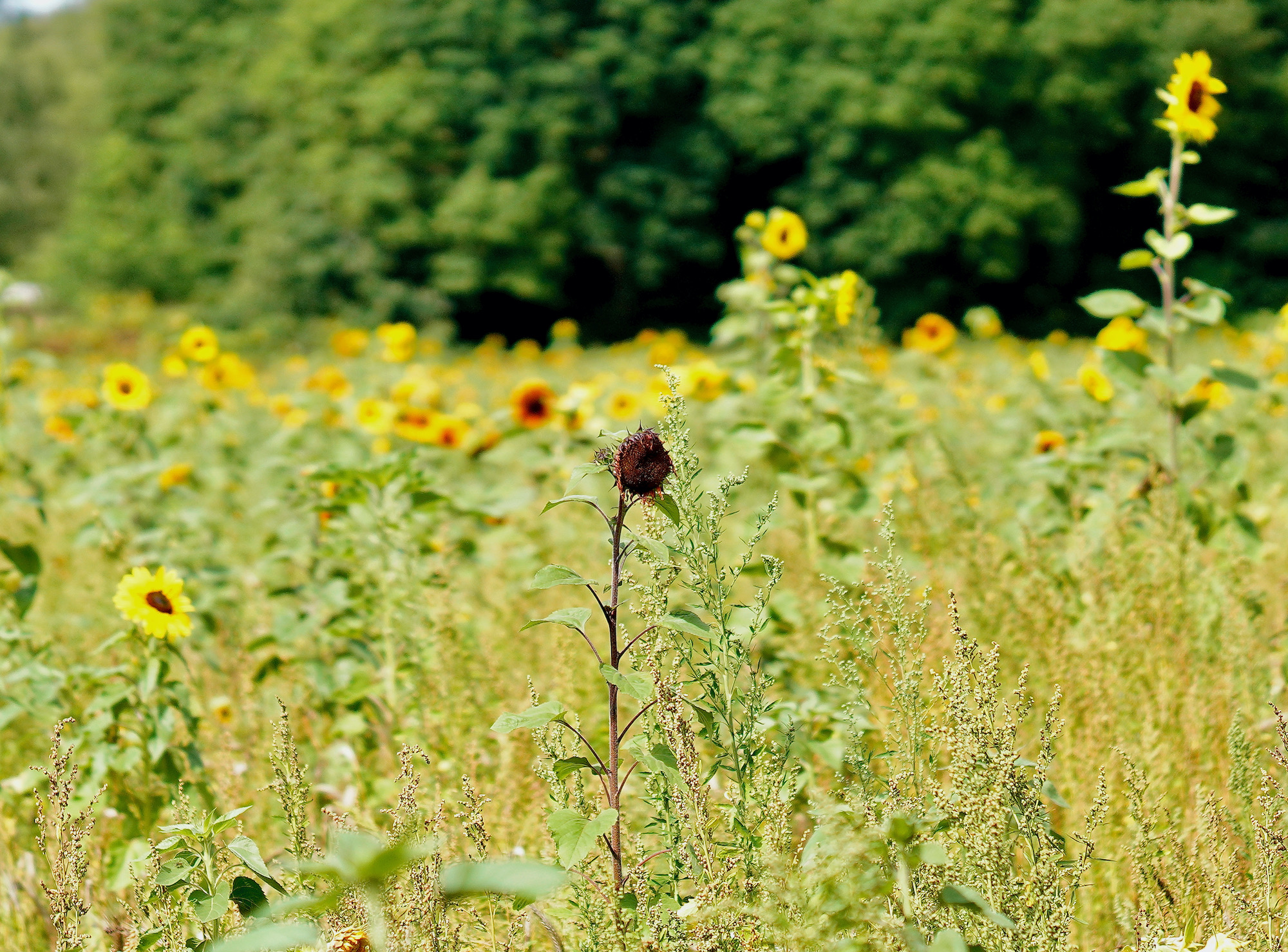 zwartezonnebloem - 1