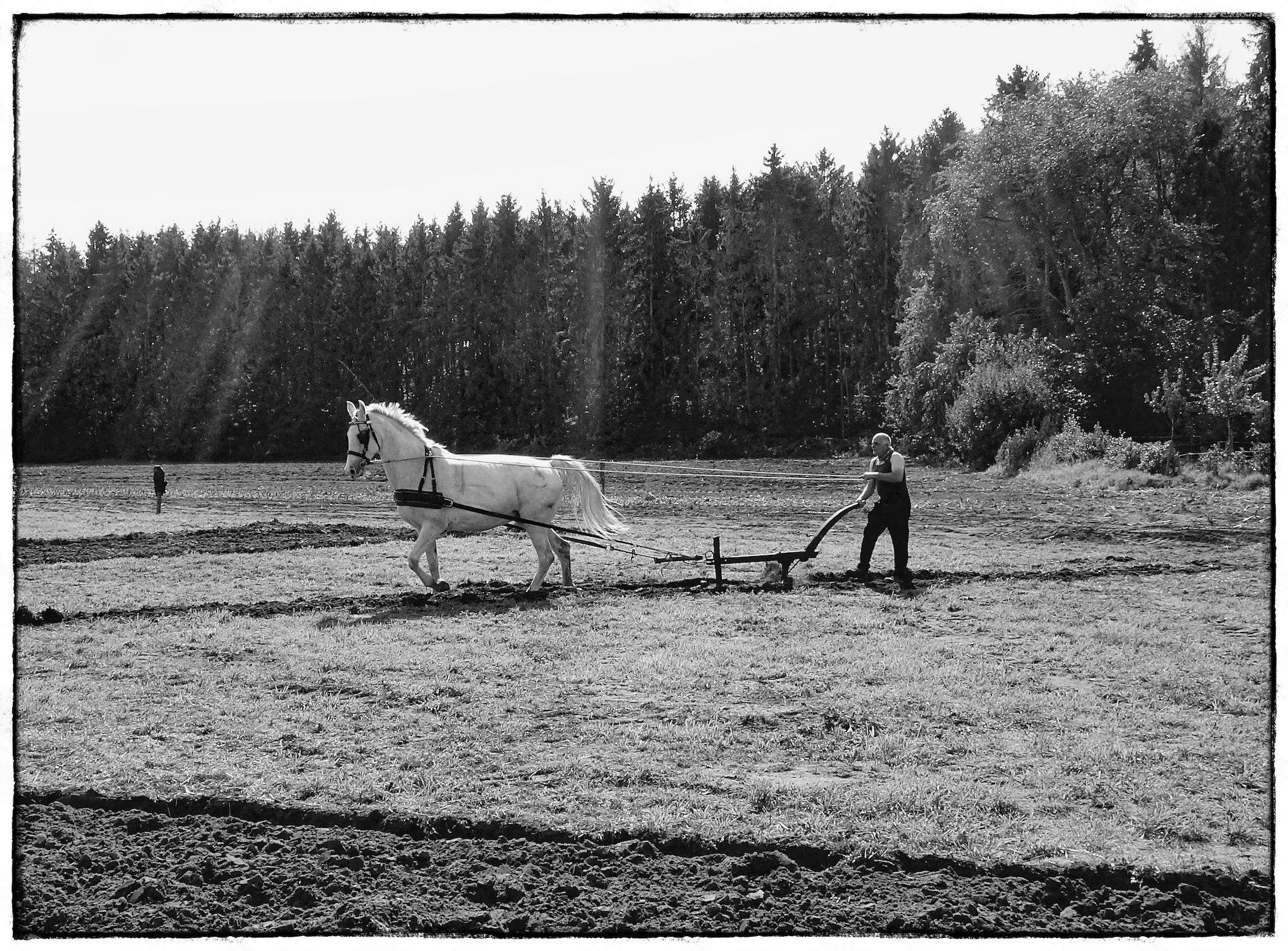 5d0b3-werkpaardzon-1-1bw