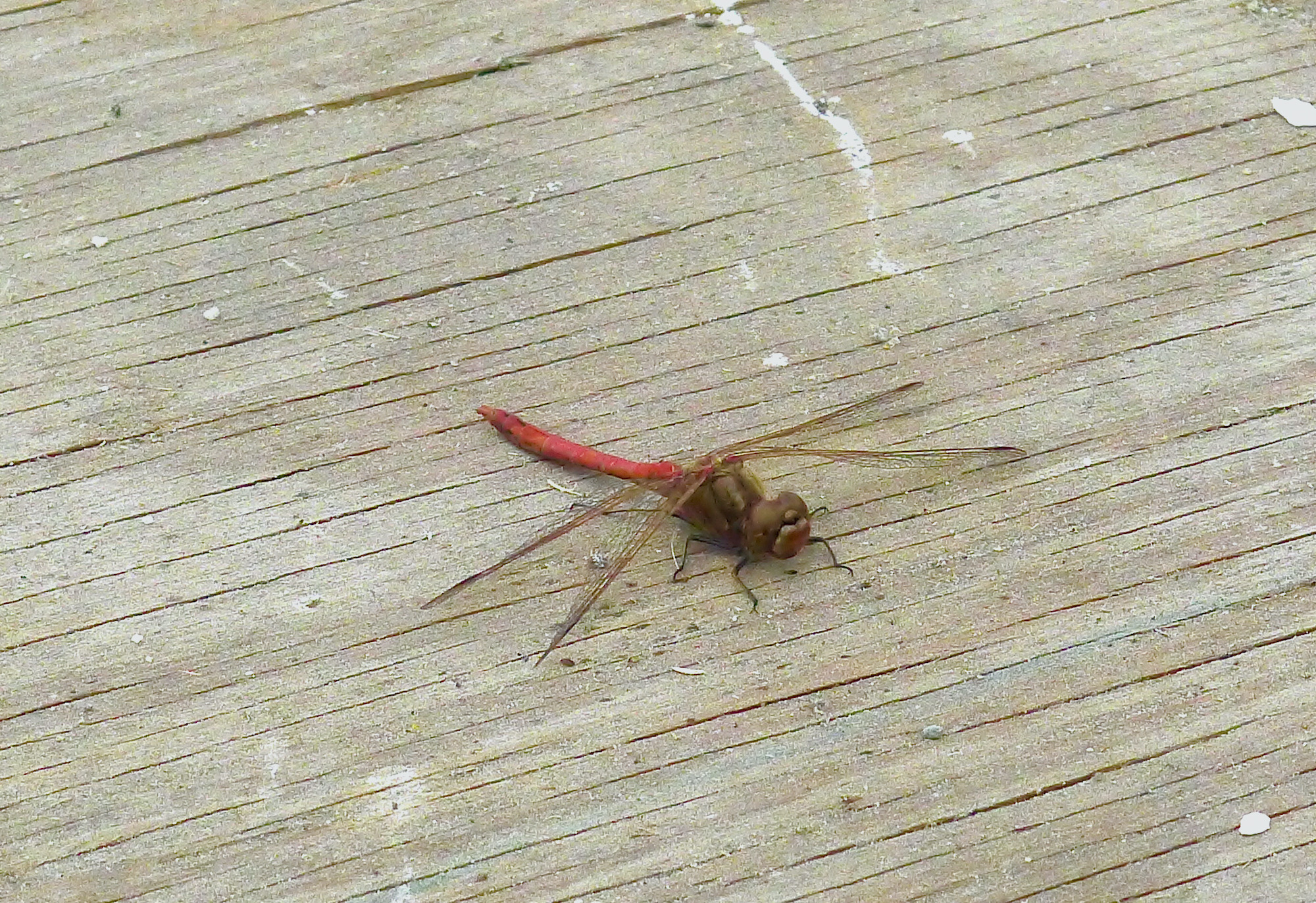 tussenlanding - 1 (1)