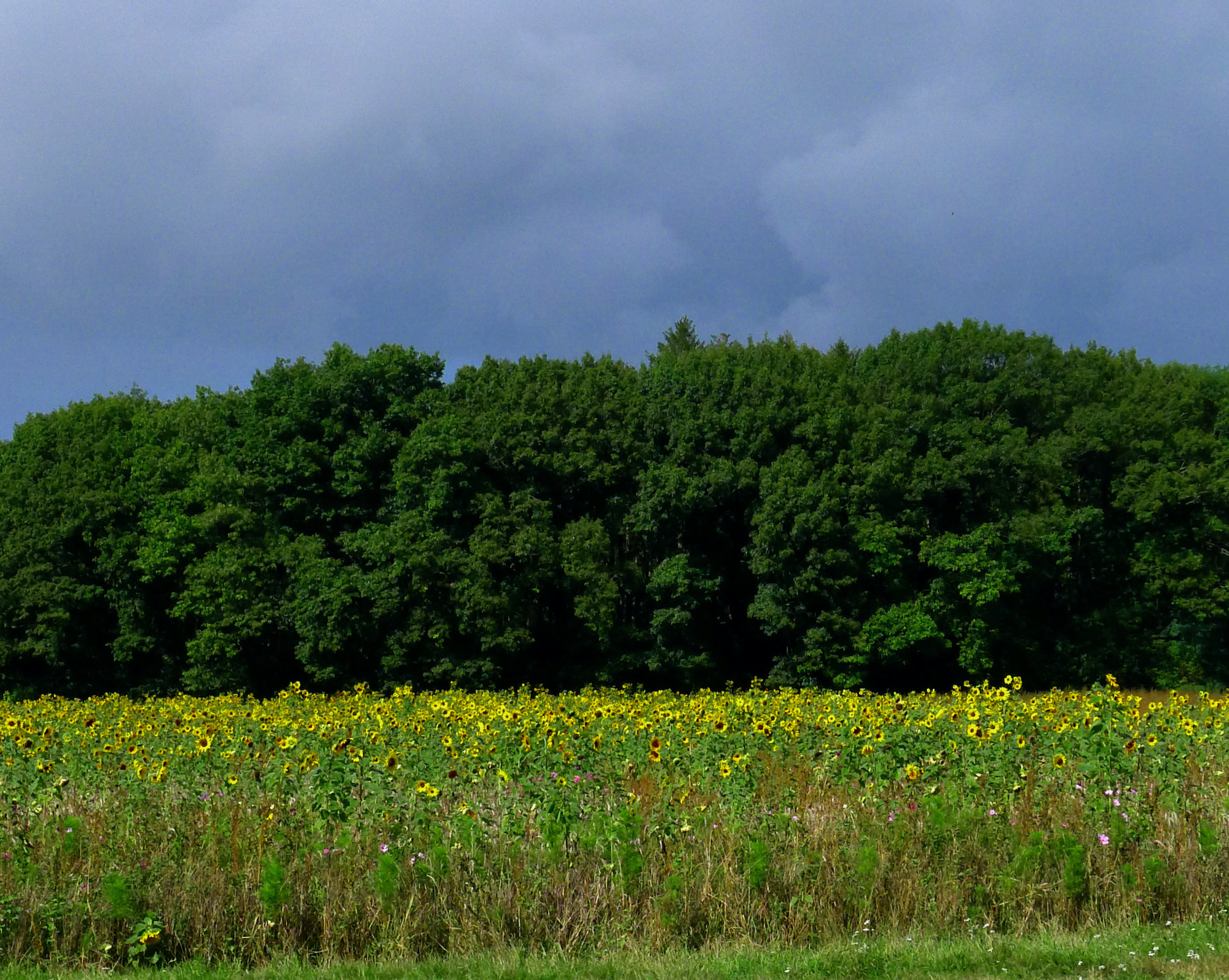 zonnebloemen onweer2 - 1