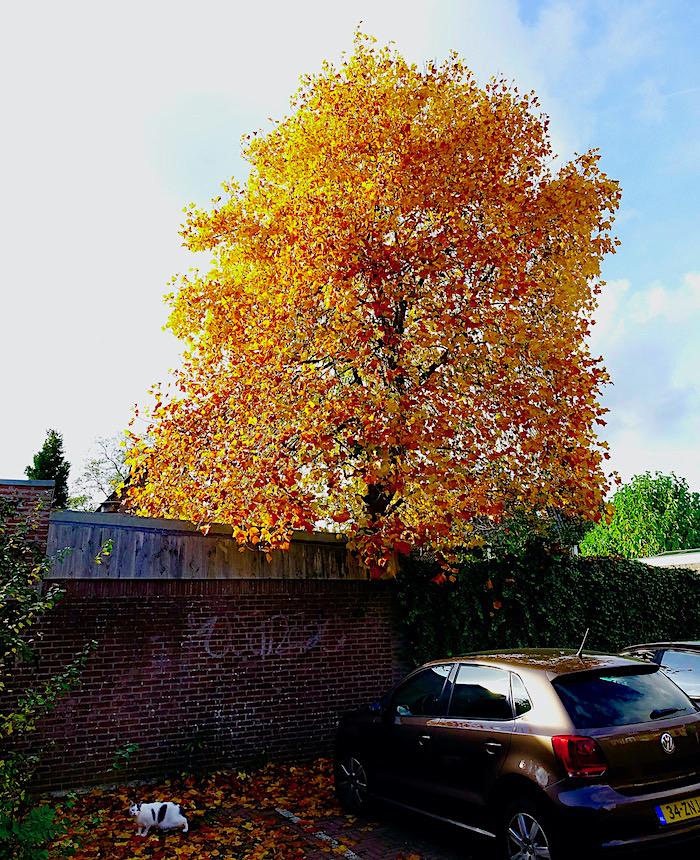 boom poes herfst - 1
