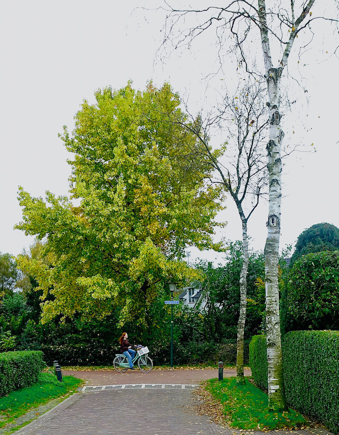 doorkijk schapendrift - 1