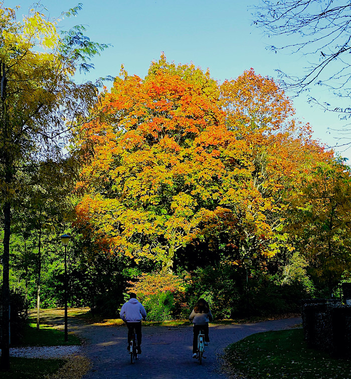 herfstboom vork twee fiets - 1
