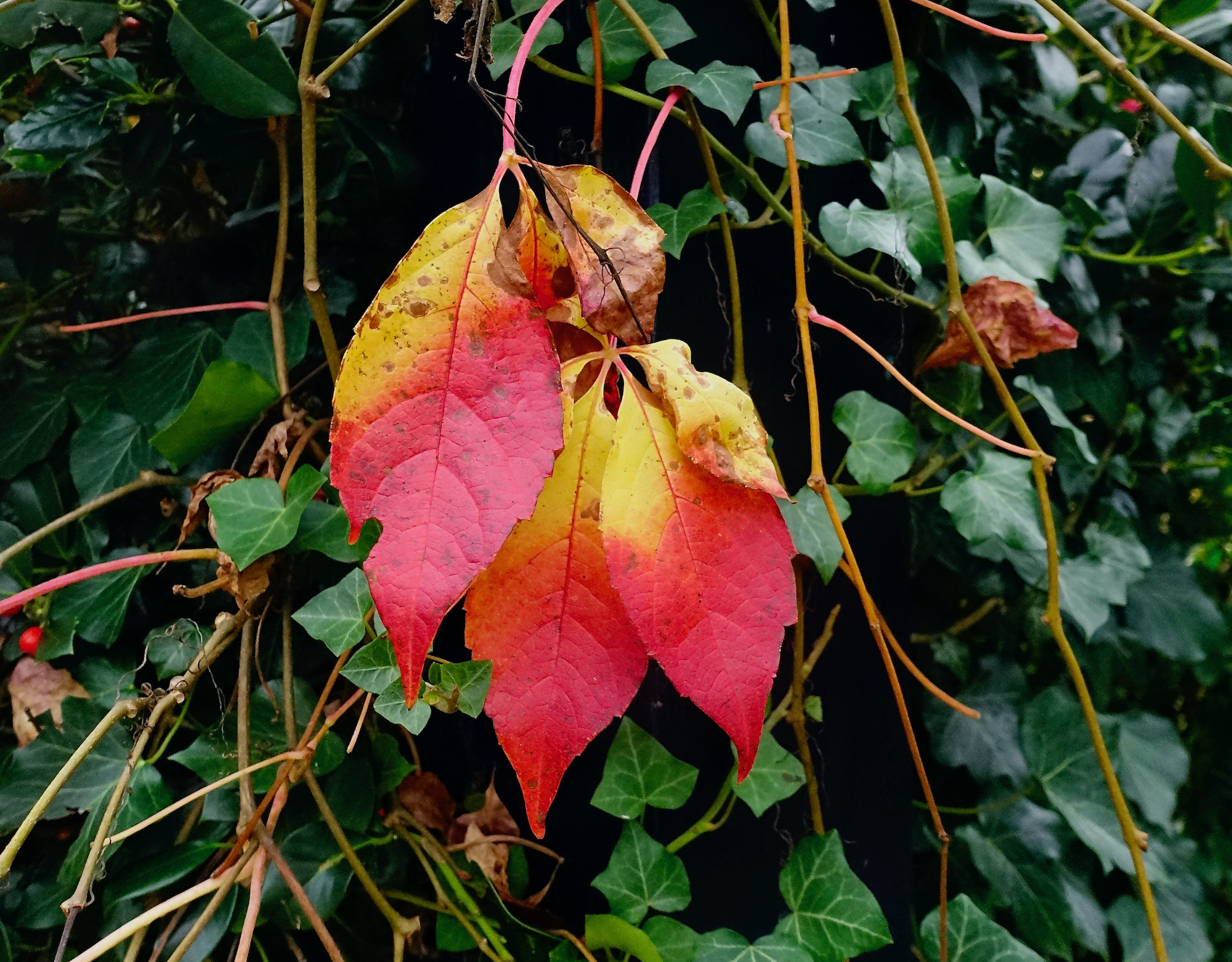 roodgeelblad einde - 1