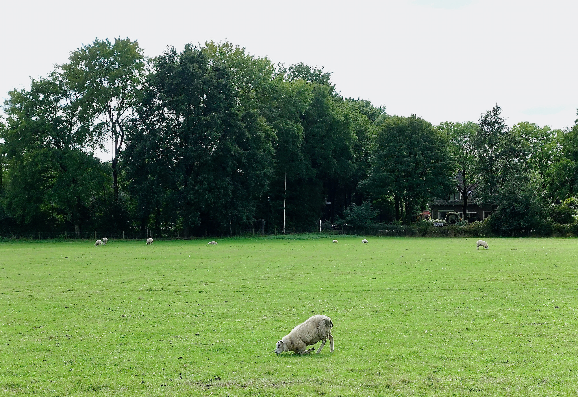 schaap knie - 1