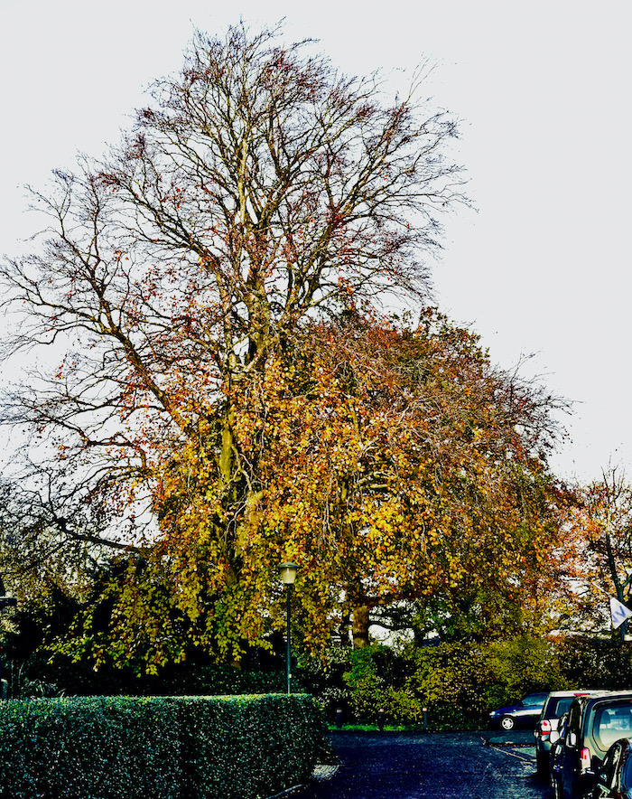 bomen meentweg2b - 1