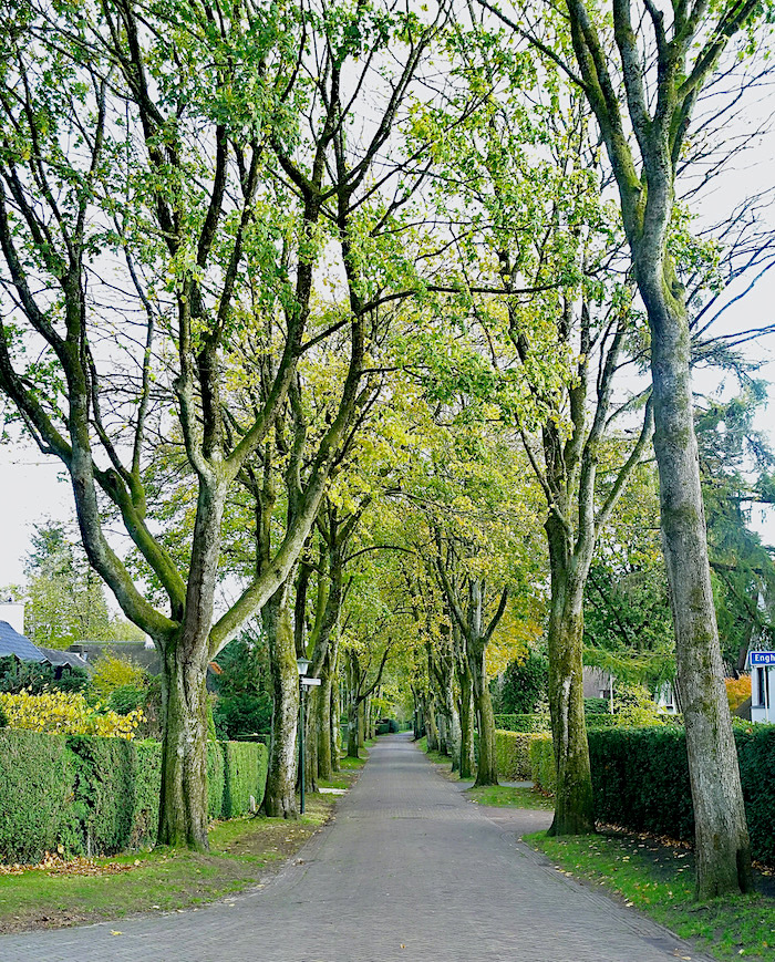 catzlaan bomen vert. - 1