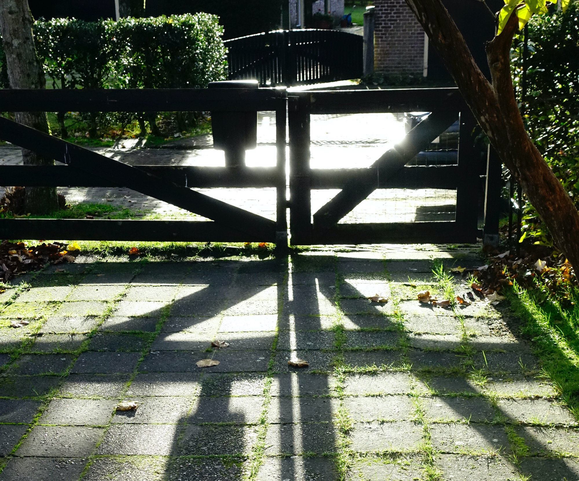 hekken tegenlicht - 1