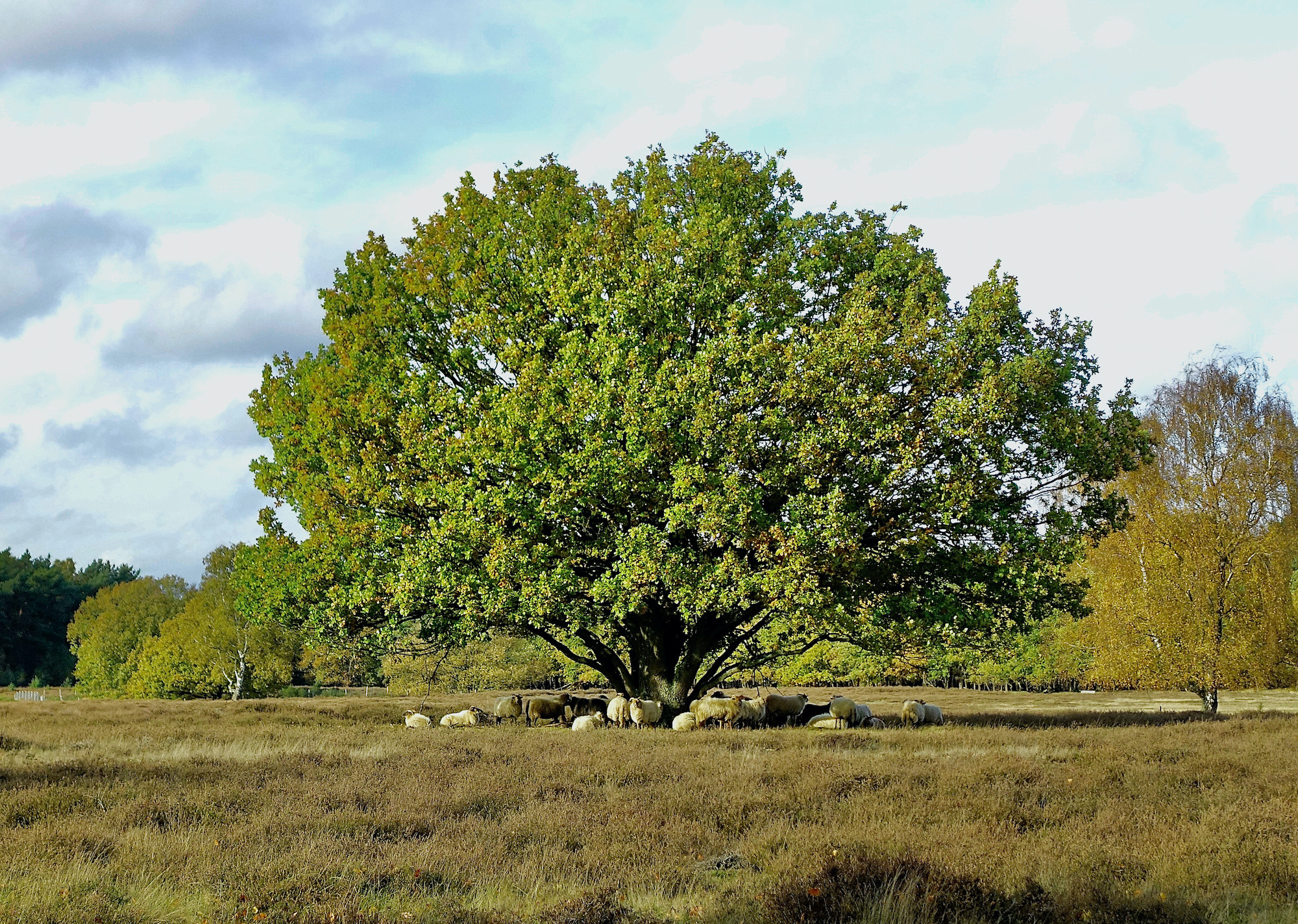 schapen boom - 1