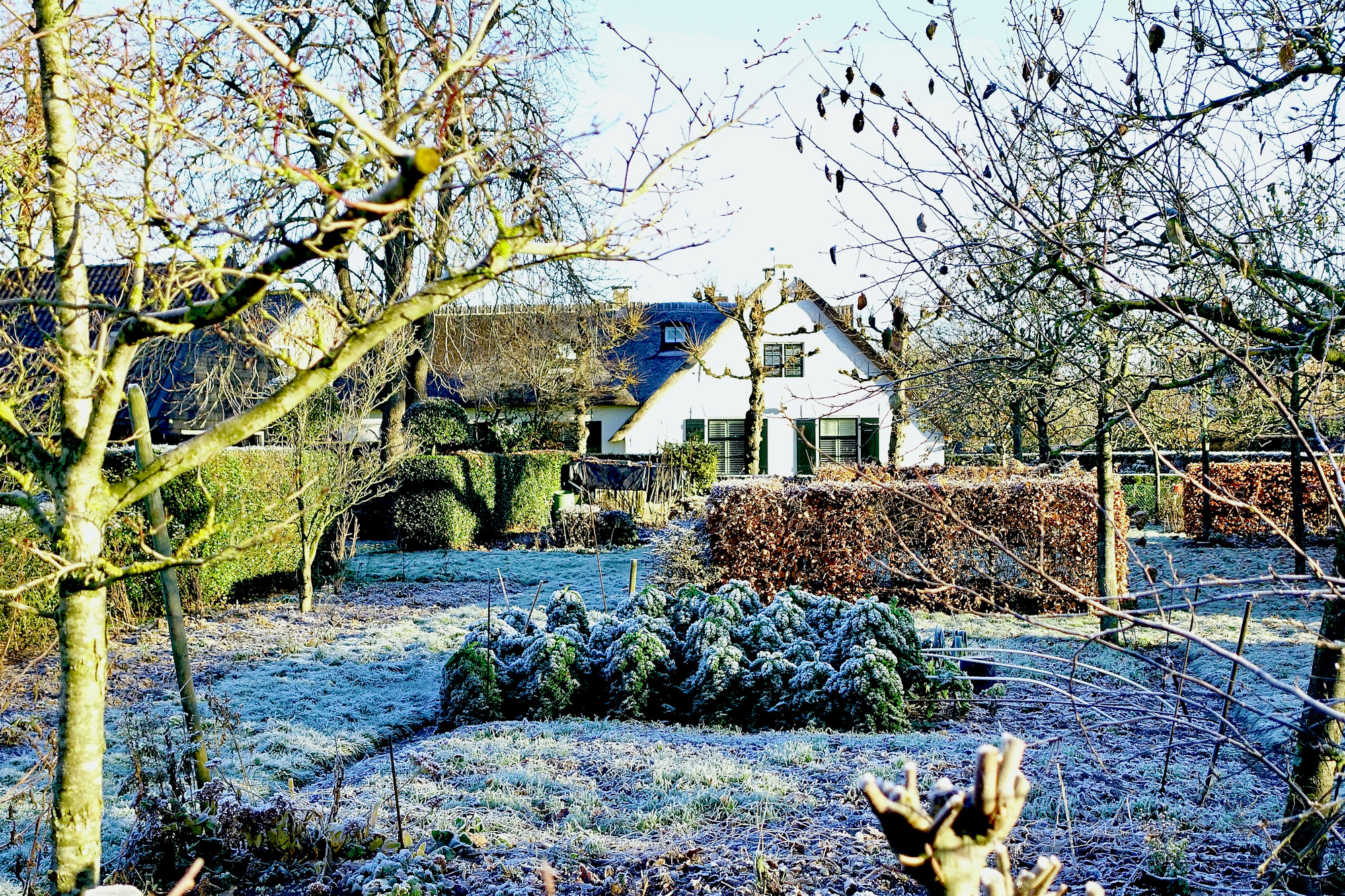 akker peter boerenkool vorst - 1