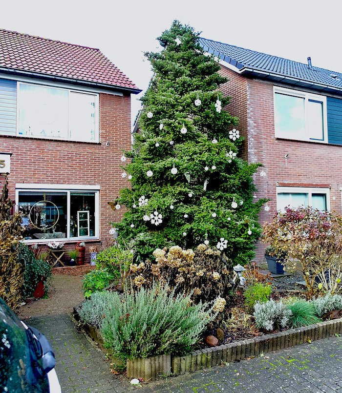 buitenboom - 1