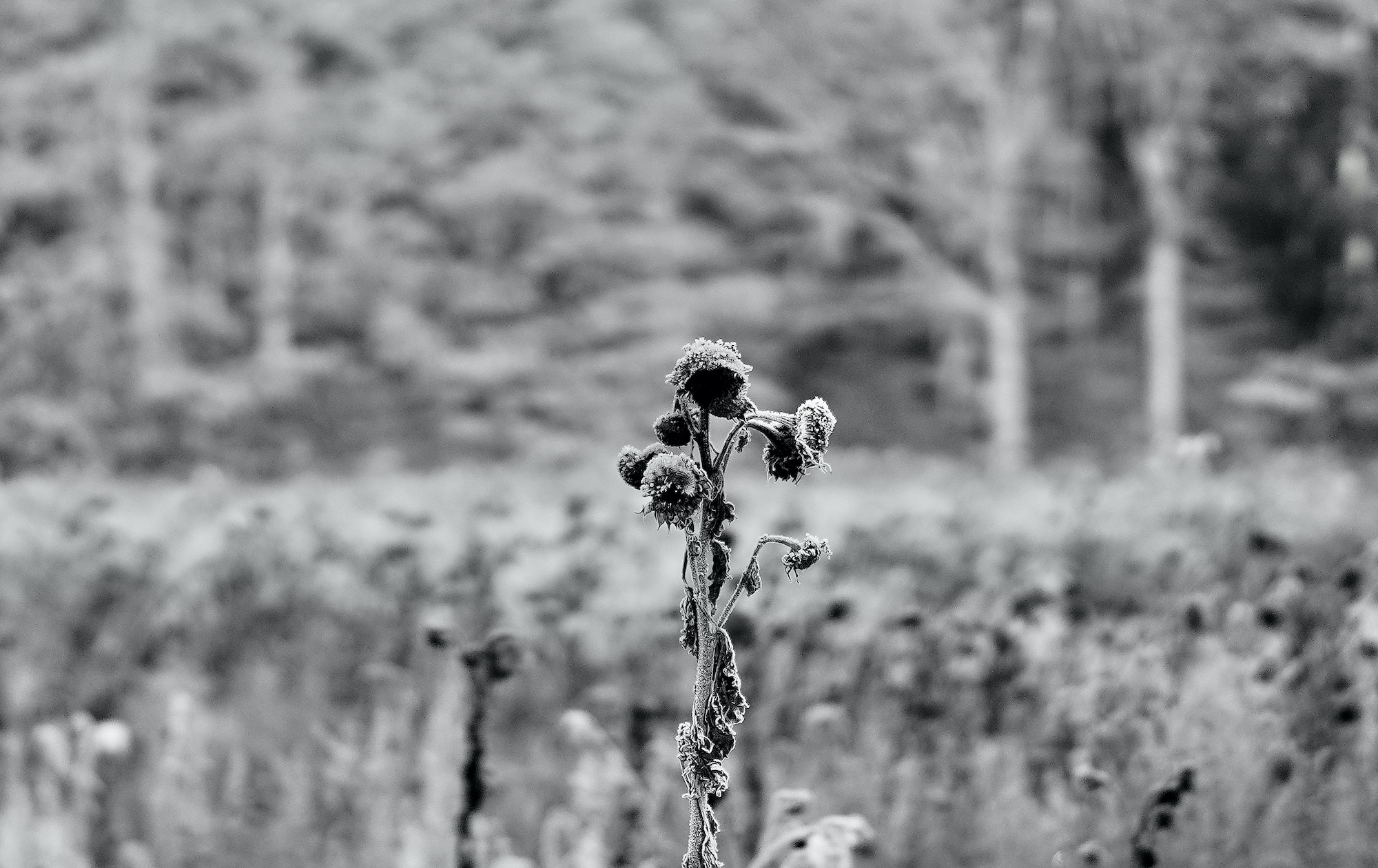 zonnebloem bw tele winter - 1