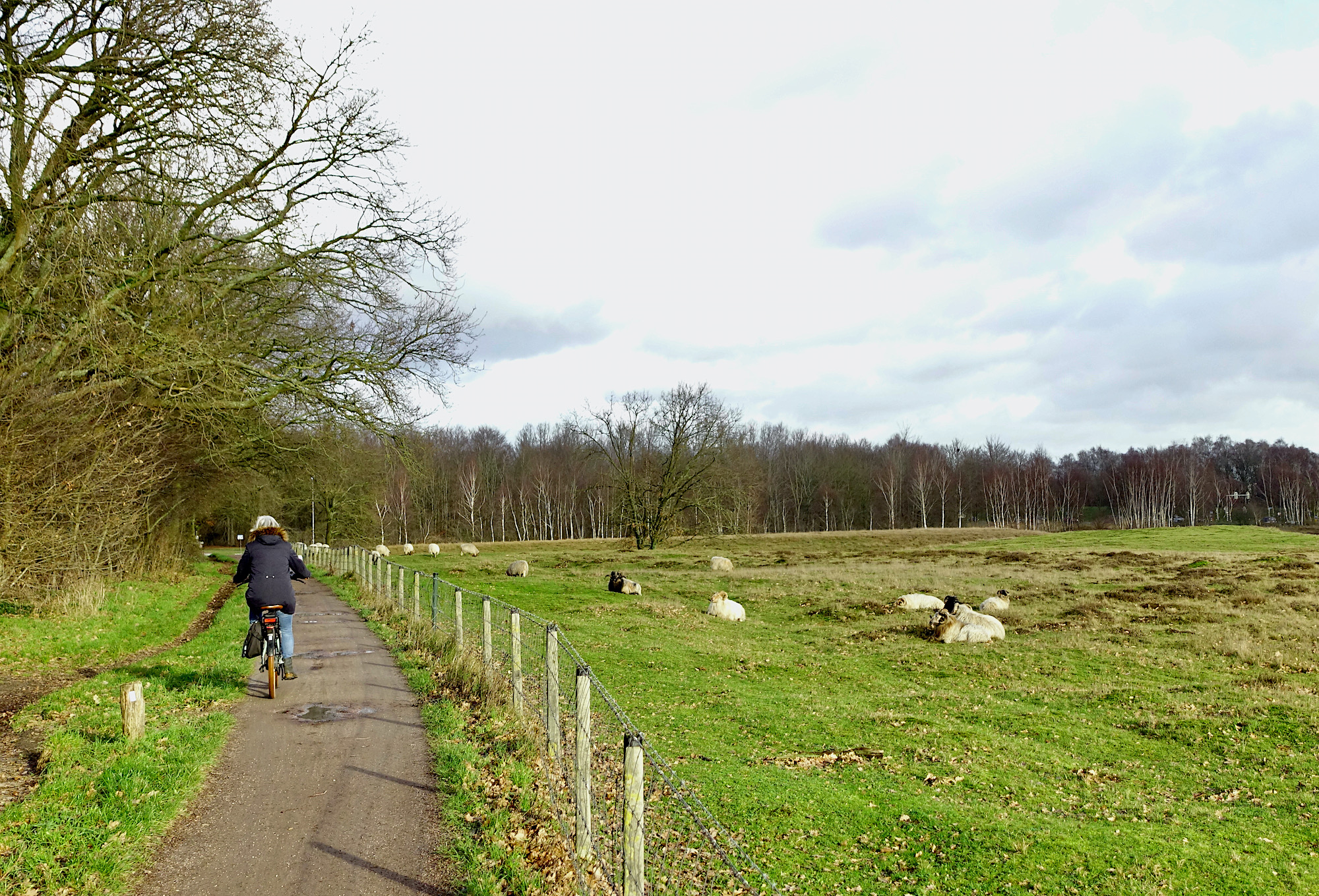 harde fiets schapen - 1
