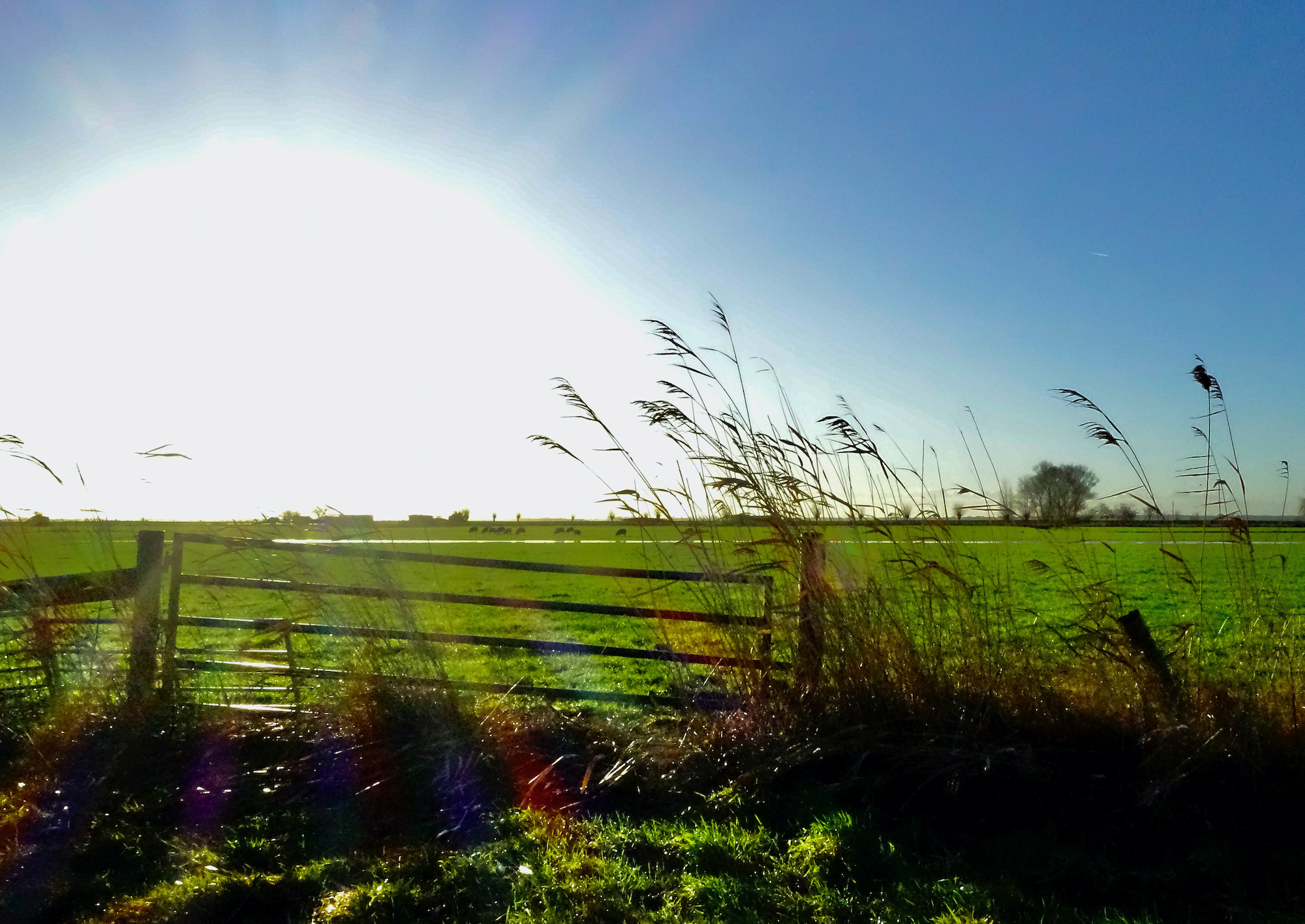 polder hek backlite - 1