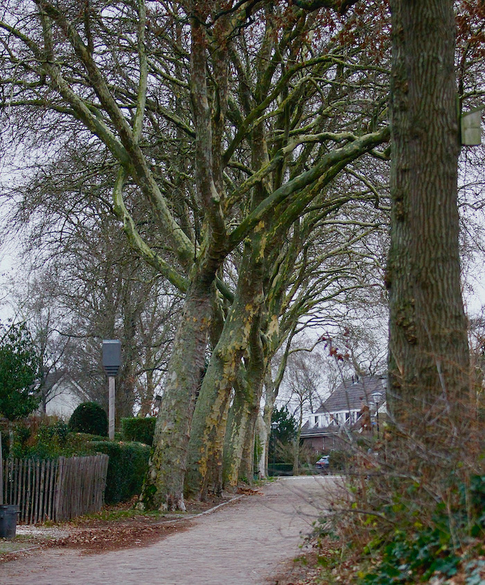 statenkamer bomen - 1