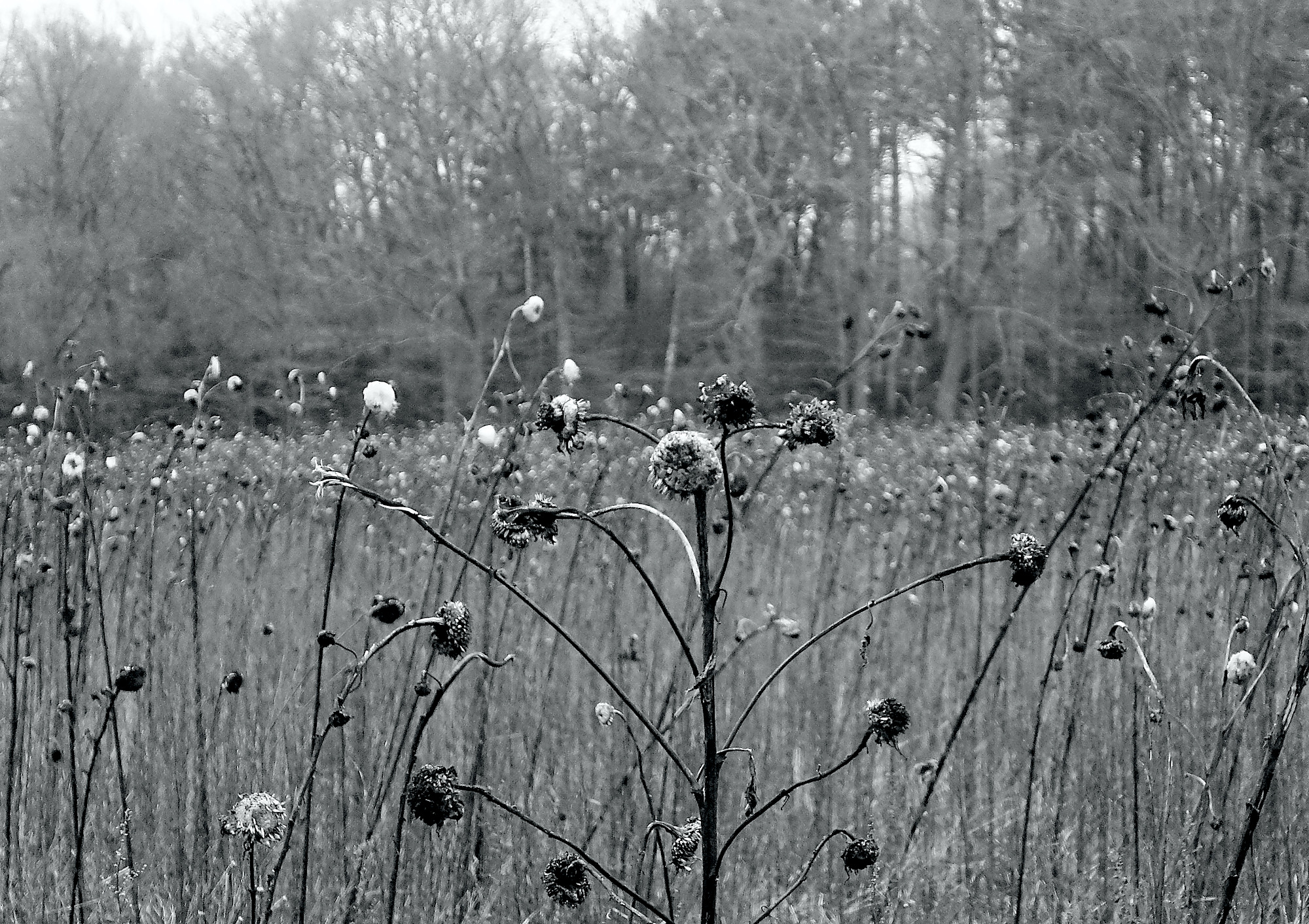 zonnebloemen deadbw - 1