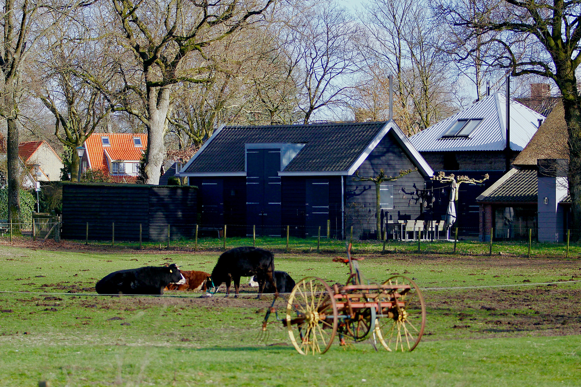 doorkijk nico tele koe - 1