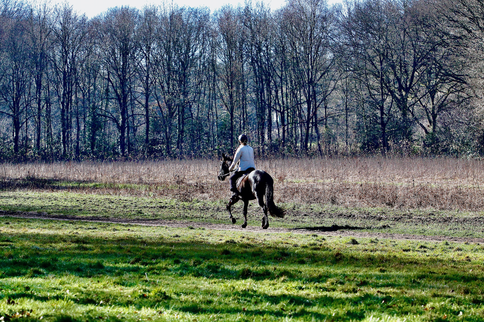 lentelooppaardsteeglwg - 1