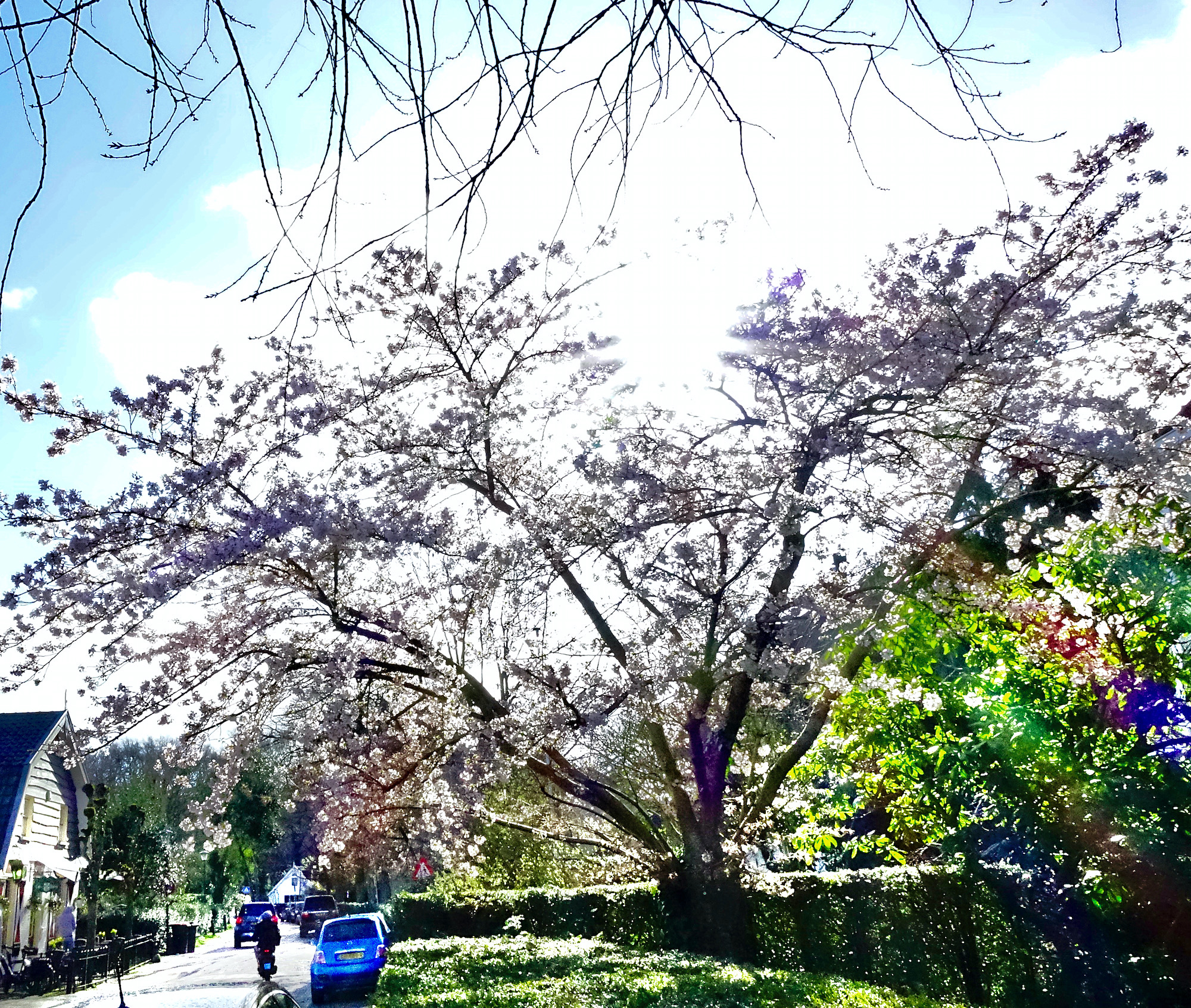 bloesemboom eweg - 1