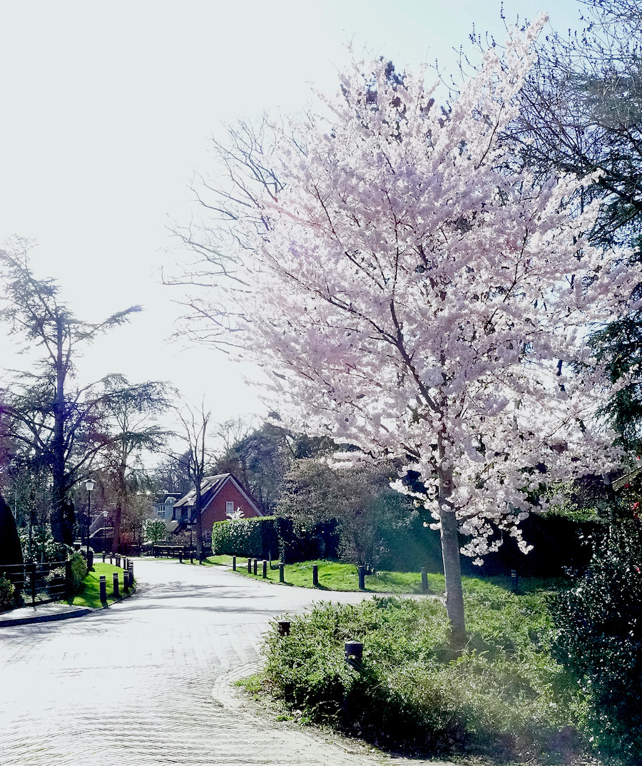 bloesemboom vweg - 1