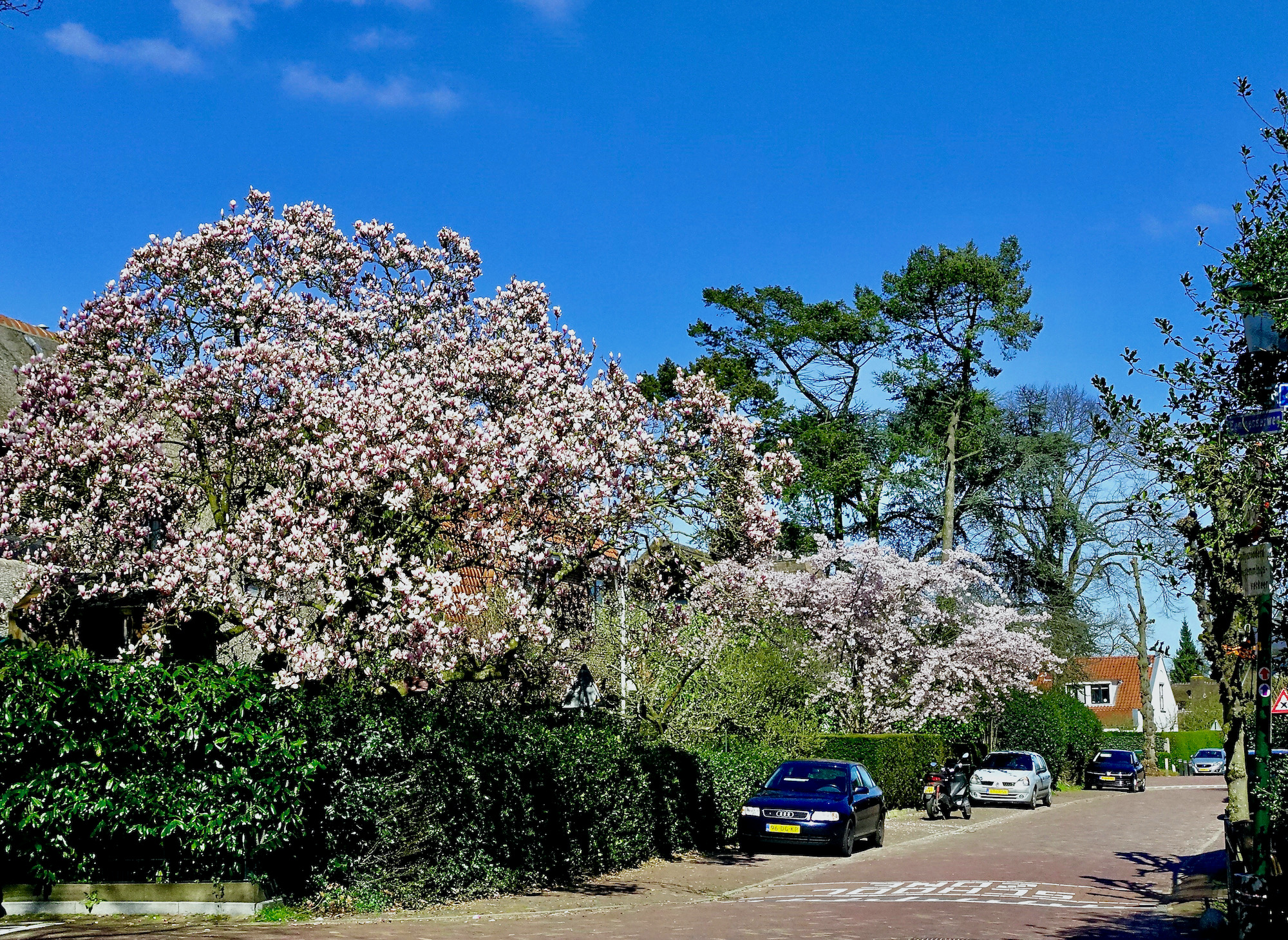 bloesen t.o. tak - 1