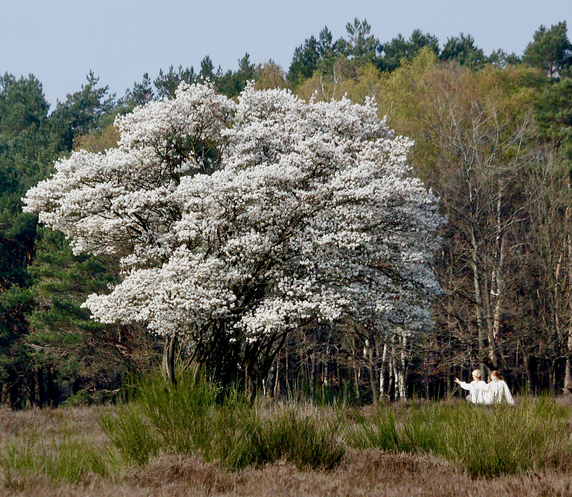 krentenboomplus2 - 1