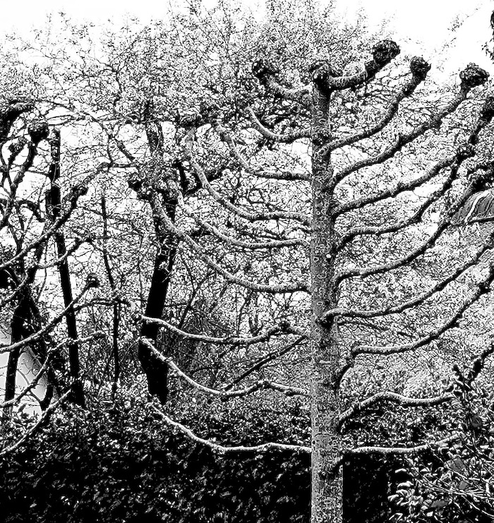 leilinde bloesem bw - 1