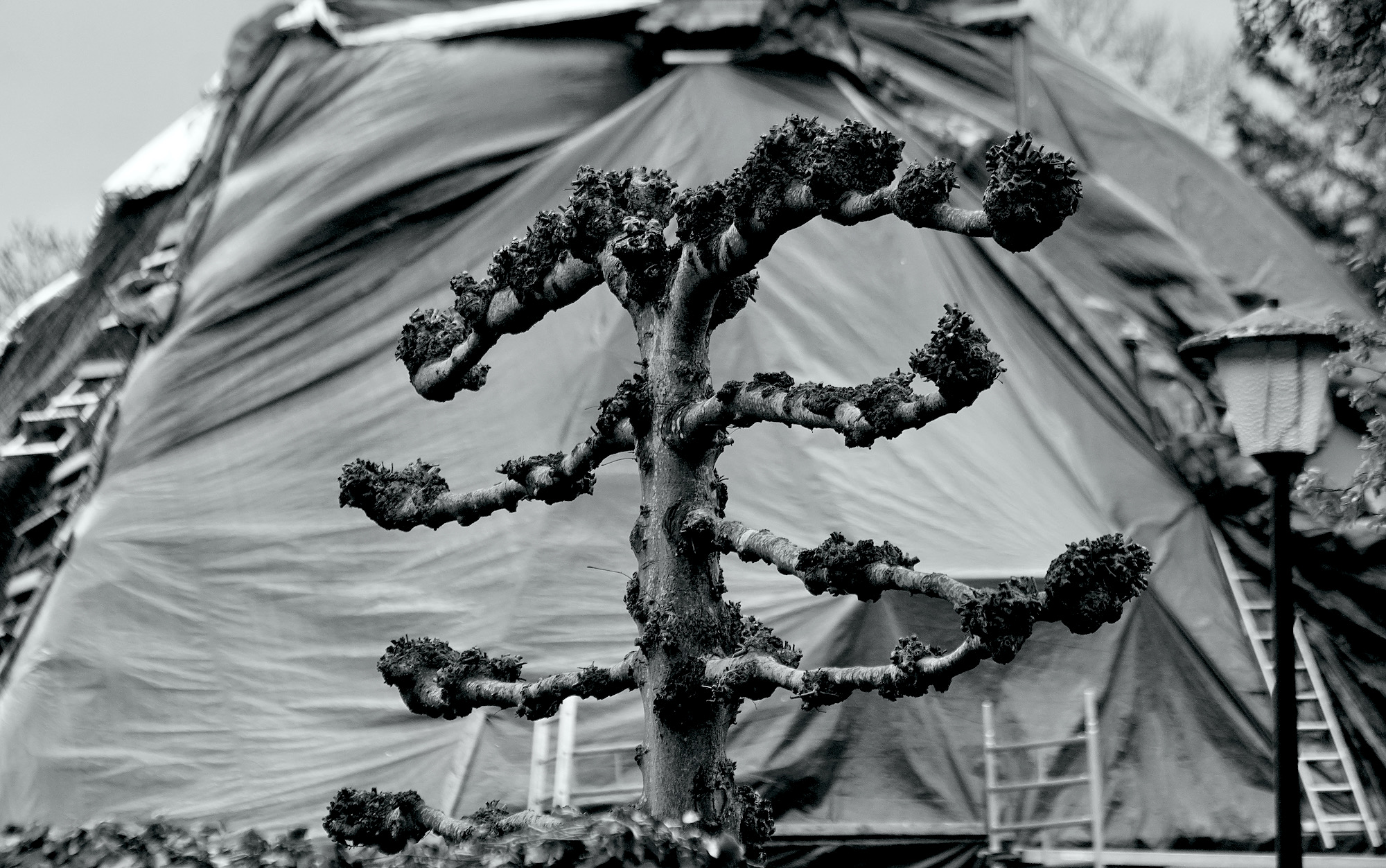 leilinde rietdek bw - 1