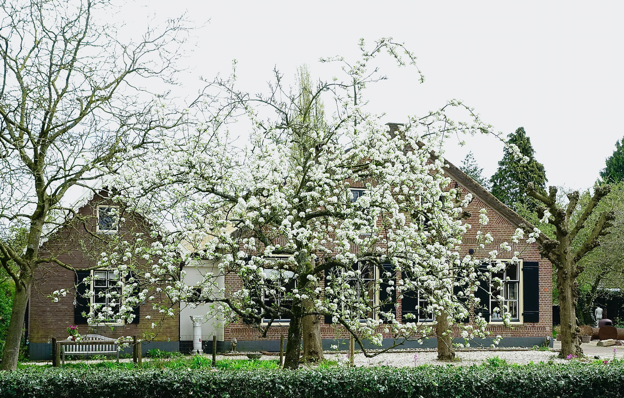 oerboer voortuin - 1