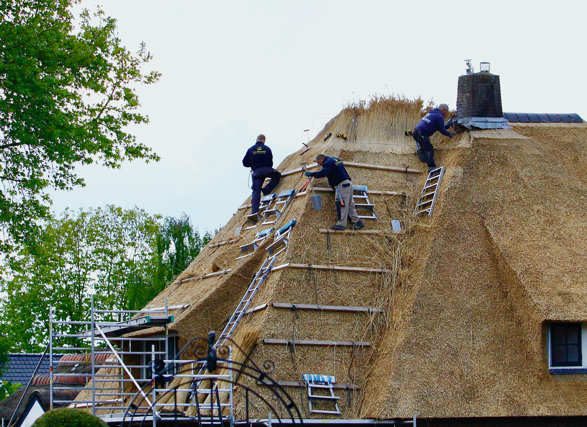 bijnaklaarrietdek - 1