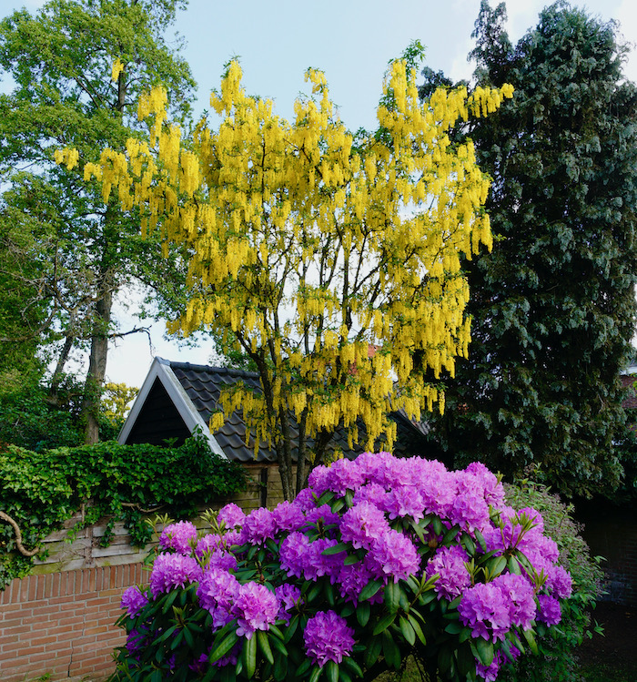 goudr rhodo - 1