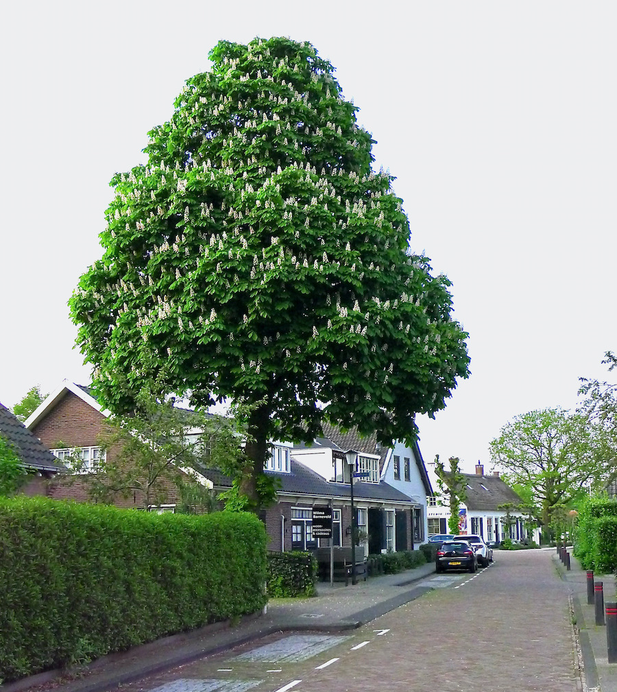 kastanje middenweg - 1