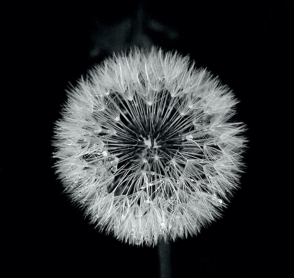 paardenbloem bw1 - 1
